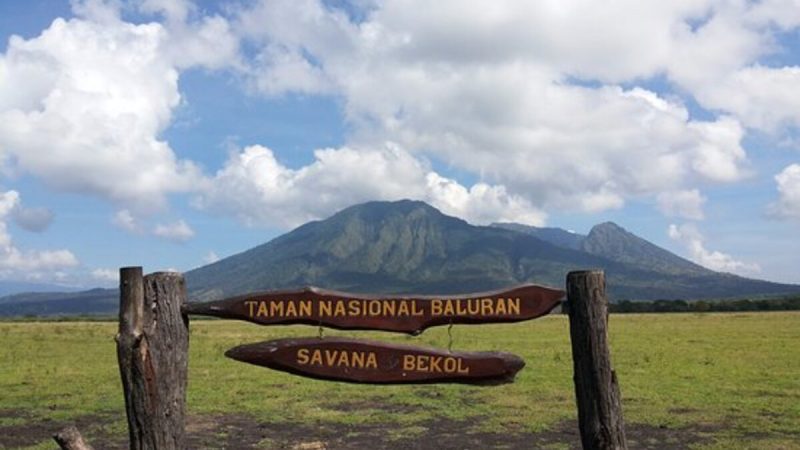 Keindahan Taman Nasional Baluran: Keajaiban Alam Jawa Timur